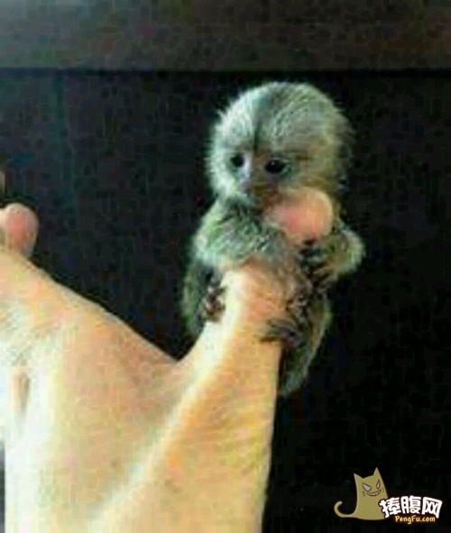 世界上最小的猴子,好萌好可爱…赞赞赞 图片_